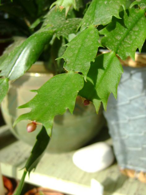 teleltetes2009_004.jpg
